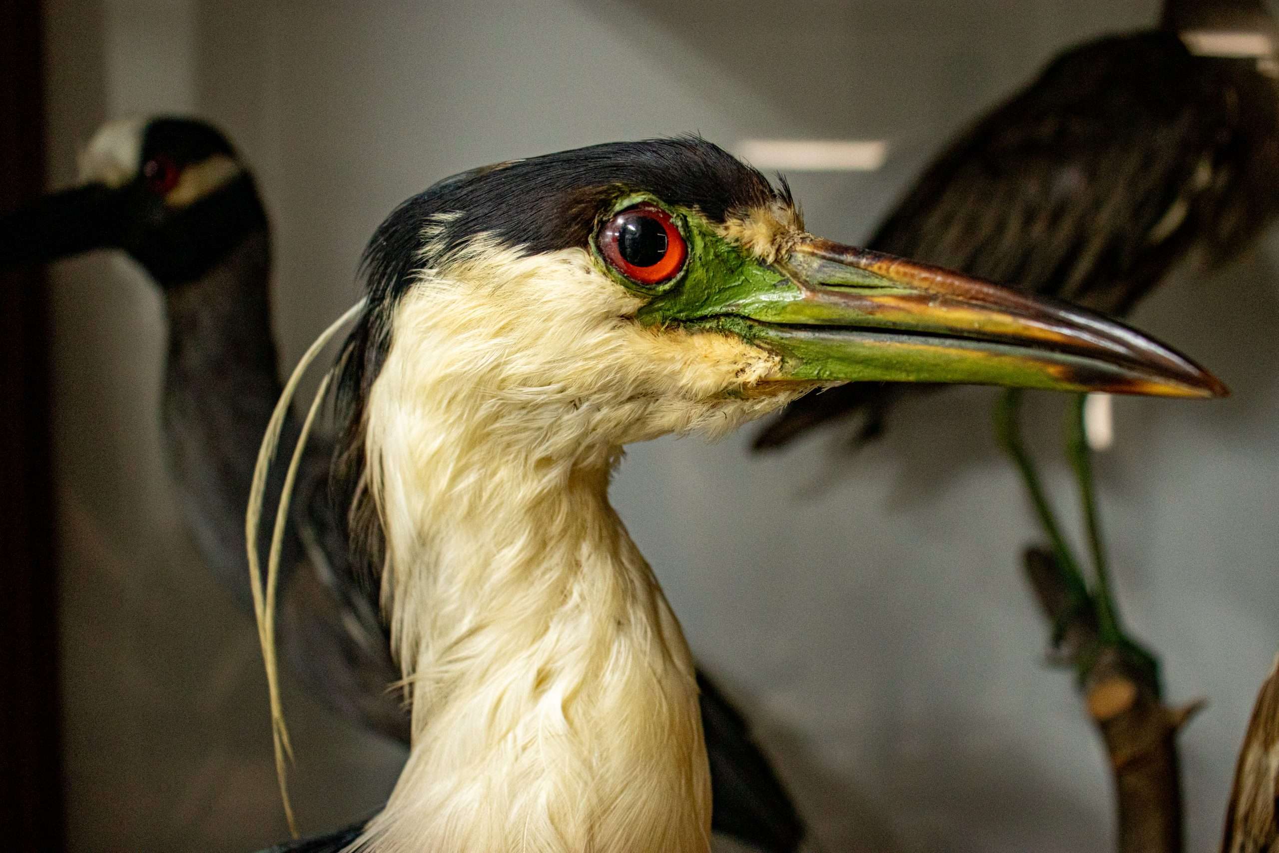 Imagen Museo de Historia Natural