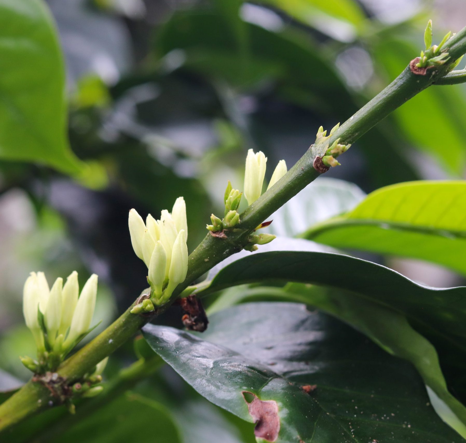 Imagen Estrategias de Diversificación del Ingreso