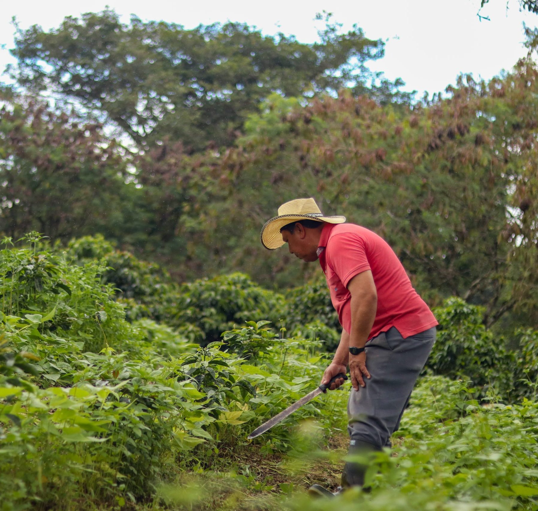 Imagen Finca escuela agroecológica demostrativa 4
