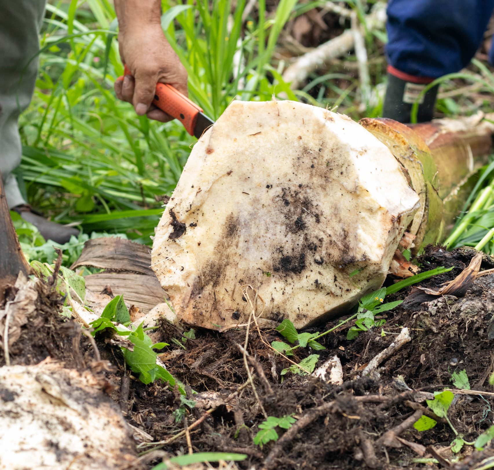 Imagen Finca escuela agroecológica demostrativa 3