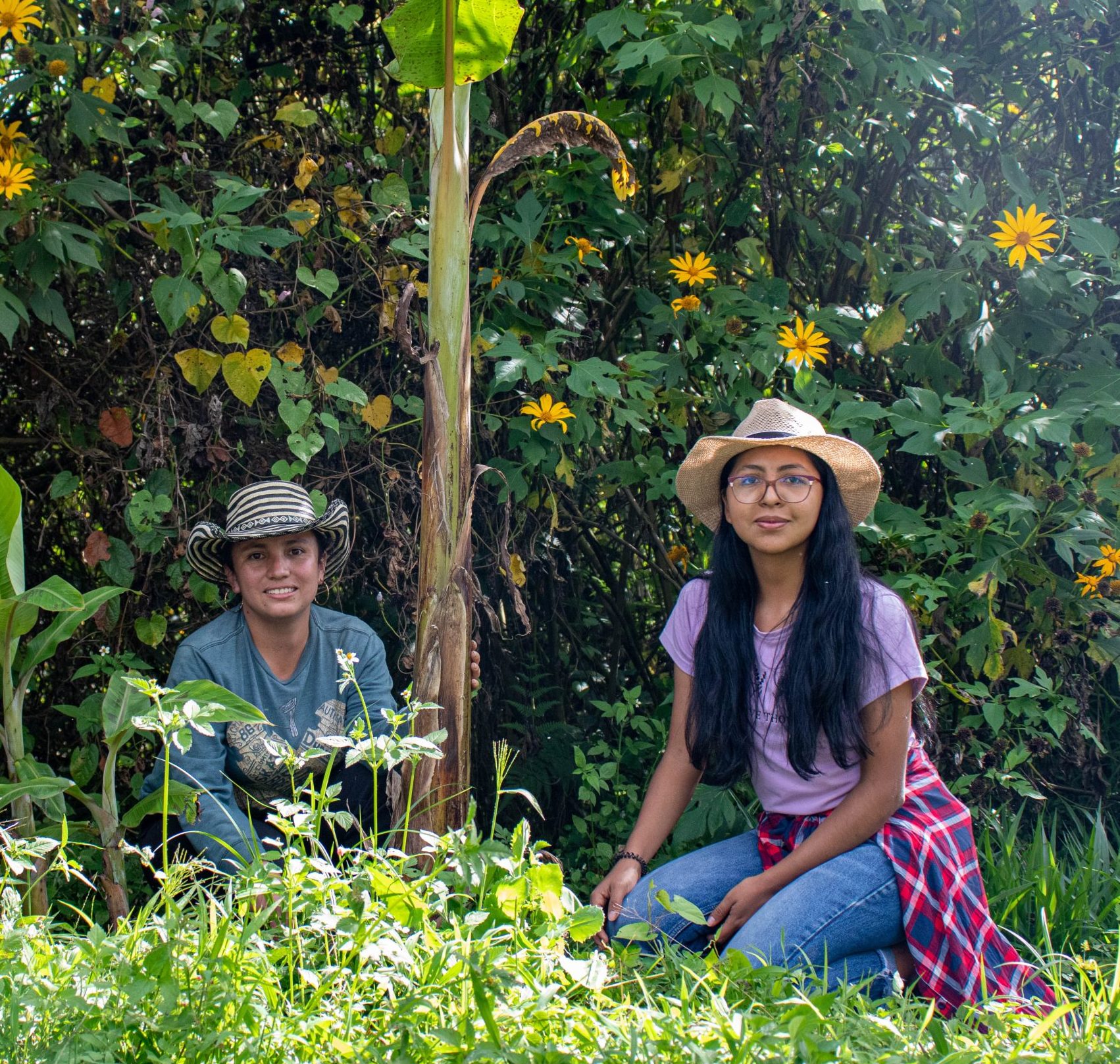 Imagen Diplomados Cicaficultura