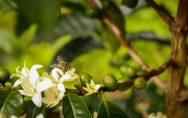 Imagen Cicaficultura