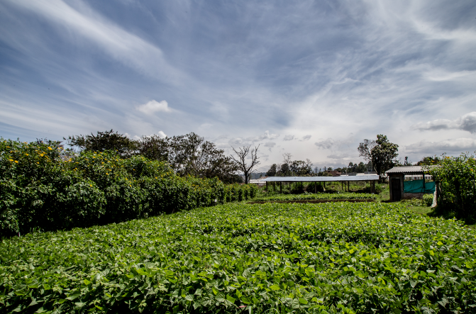 Unicauca2017-988Reducida